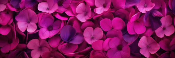 AI generated Vibrant Magenta Cyclamen Palette St Valentines Day Concept Background photo