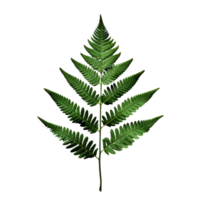 AI generated Green fern leaf on a transparent background created with generative AI technology png