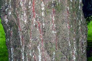 Pine bark close-up. Texture of Pinus strobus or Weymouth pine trunk. Background from living wood. Skin of the forest nature. photo