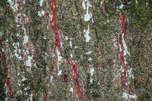 primer plano de corteza de pino. textura de pinus strobus o tronco de pino weymouth. fondo de madera viva. piel de la naturaleza del bosque. foto