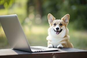 ai generado linda corgi perro trabajando en el ordenador portátil en al aire libre antecedentes foto