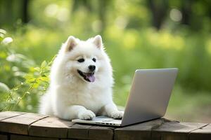 AI generated Cute corgi dog working on the laptop in outdoor background photo