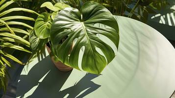 AI generated A close up of a large leaf house plant monstera deliciosa in a gray pot on table photo