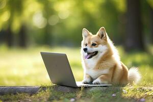 AI generated Cute corgi dog working on the laptop computer in outdoor background photo