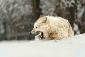 Portrait of Arctic wolf in snow photo