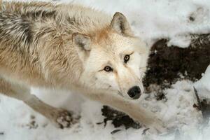 Portrait of Arctic wolf in snow photo