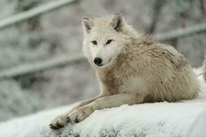 Portrait of Arctic wolf in snow photo