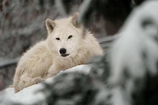 retrato de ártico lobo en nieve foto