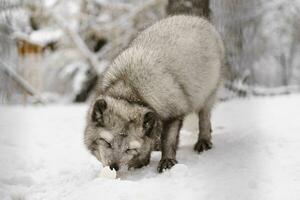 Portrait of Arctic fox in snow photo