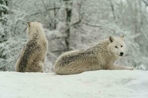 Portrait of Arctic wolf in snow photo