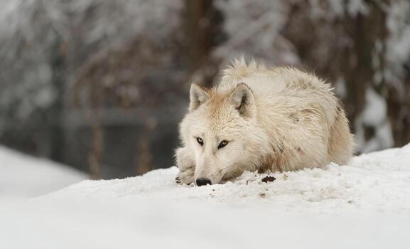 retrato de ártico lobo en nieve foto
