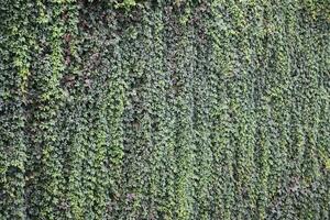 Old castle wall full of green ivy leaves in early autumn photo