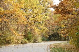 Beautiful Nature Autumn landscape. Scenery view on autumn city park with golden yellow foliage in cloudy day photo