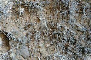 Earth section with different layers of soil, rocks and plant roots underground photo