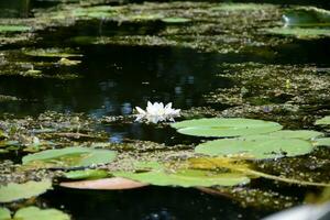 hermosa blanco loto flor y lirio redondo hojas en el agua después lluvia en río foto