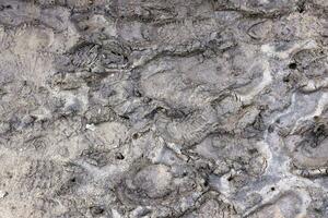 Foot mark on the jungle trail. Shoe prints on wet gravel or mud in mountain area photo