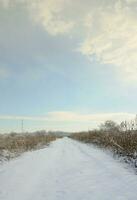 Snow-covered wild swamp with a lot of yellow reeds, covered with a layer of snow. Winter landscape in marshland photo