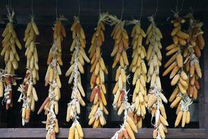 Dried corn cobs. Dried Corns hanging on rustic wall photo