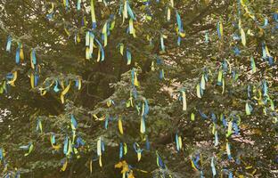 A lot of ribbons in the colors of the Ukrainian national flag adorn the branches of a tree. Performance for EuroMaidan photo