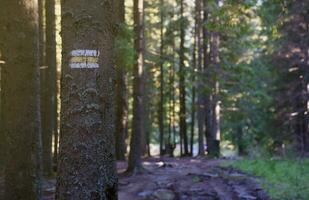 caminando sendero antecedentes. amarillo y blanco bosque camino en marrón árbol trompa. guía firmar hecho con pintar en excursionismo camino. símbolo puntos Derecha camino a Vamos foto