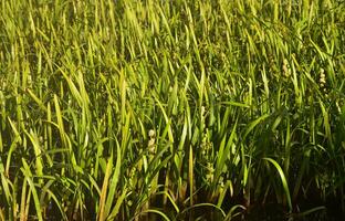 A lot of stems from green reeds. Unmatched reeds with long stems photo