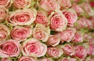 Bouquet of colorful roses as background, closeup. Pink flowers photo