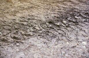 Wheel track on mud. Traces of a tractor or heavy off-road car on brown mud in wet meadow photo