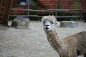 Llama alpaca in the zoo, fluffy and cute animal photo