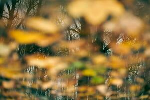 Autumn reflection in forest puddle photo