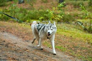 Crosscountry dryland sled dog mushing race photo