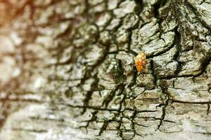 Yellow ladybug on birch tree photo