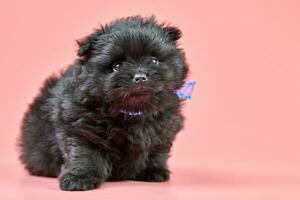 cachorro pomeranian spitz, espacio de copia sobre fondo rosa foto