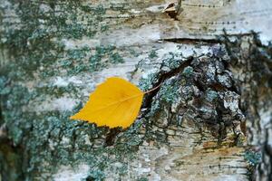 Autumn leaf on tree trunk photo