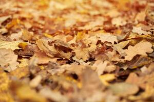 Autumn leaves in city park photo