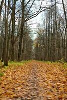sendero del bosque de otoño con hojas caídas foto
