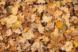 Autumn leaves, top view photo