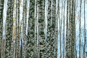 Dense birch forest photo