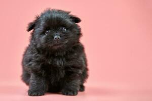 cachorro pomeranian spitz, espacio de copia sobre fondo rosa foto