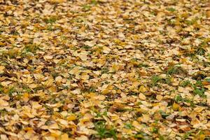 hojas de otoño en el parque de la ciudad foto