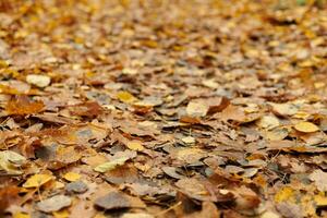 Autumn leaves in city park photo