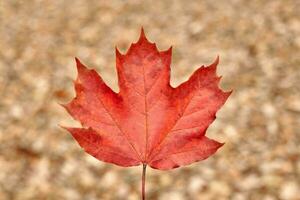 hoja de otoño roja sobre fondo de follaje amarillo foto