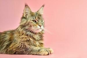 Maine Coon cat, tortoiseshell coat color. photo