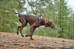 carrera de mushing de trineos tirados por perros a campo traviesa foto