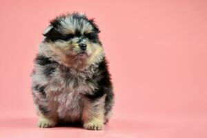 Pomeranian Spitz puppy on pink background photo