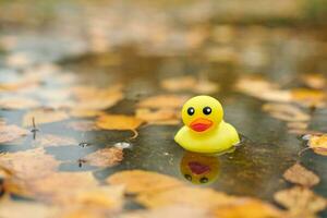 Duck toy in autumn puddle with leaves photo