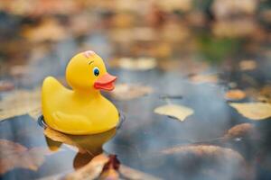 juguete de pato de otoño en charco con hojas foto