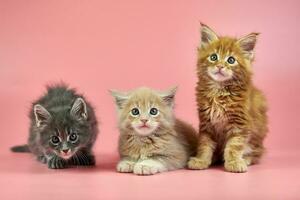 maine coon gatito foto