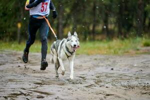 Canicross dog mushing race photo