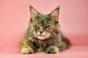 Maine Coon cat, tortoiseshell coat color. photo