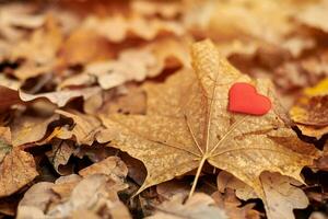 Heart on maple leaf. Infatuation or loneliness concept. photo